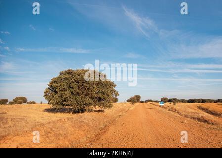 Tout droit comme une flèche: La route du pèlerin du chemin de Saint James traverse la Meseta, la plaine interminable castillane, parfois sur de vieilles routes romaines comme ici sur la via Trajana en direction de León. Banque D'Images