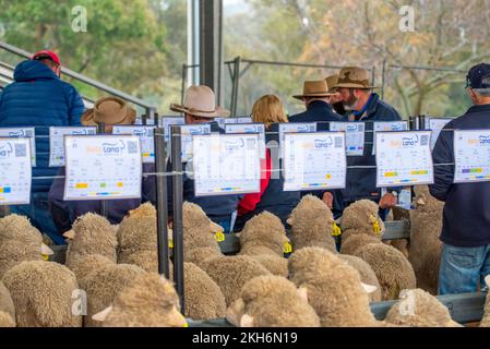 Les agriculteurs, les éleveurs et les agents de l'acheteur inspectent les béliers lors d'une vente à un élevage de clous de Poll Merino Bella Lana, près de Wellington, en Nouvelle-Galles du Sud, avant une vente aux enchères Banque D'Images