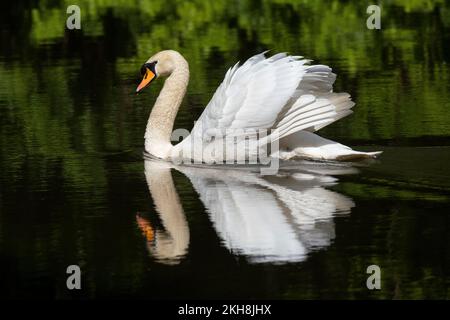 Mâle CoB Mute Swan (Cygnus olor), River Weaver, Cheshire, Angleterre, Royaume-Uni Banque D'Images