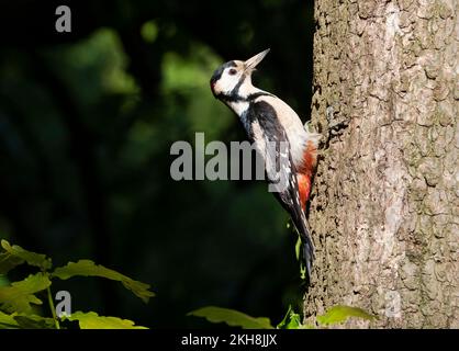 Grand pic tacheté (Dendrocopos Major), Cheshire, Angleterre, Royaume-Uni Banque D'Images