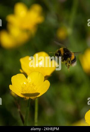 Bumblebee à queue blanche (Bombus lucorum) chez Buttercup Meadow, les Uplands, Northwich Woodlands, Cheshire, Angleterre, ROYAUME-UNI Banque D'Images