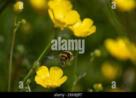 Le bourdon à queue blanche (Bombus lucorum) perturbe le pollen chez Buttercup Meadow, Northwich Woodlands, Cheshire, Angleterre, Royaume-Uni Banque D'Images