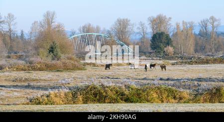 Scène d'automne glaciale dans la vallée de Snoqualmie avec des chevaux et un pont pittoresque dans l'ouest de Washington Banque D'Images