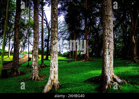 Le Breataking et le magnifique parc national de Farley Hill; Farley Hill; St. Peter; Barbade; Caraïbes Banque D'Images