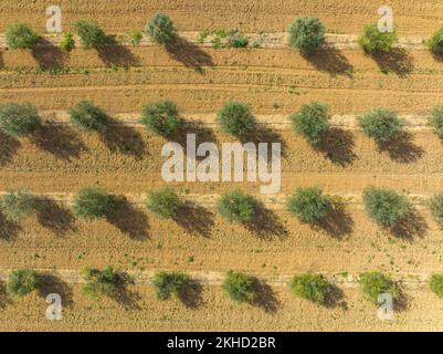 Vue aérienne, orangers, plantation d'orangers, près de son Sardina, région de Palma, Majorque, Iles Baléares, Espagne, Europe Banque D'Images