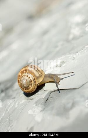 L'escargot glisse vers le haut sur le sol pierreux Banque D'Images