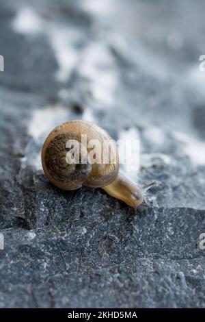 L'escargot glisse vers le haut sur le sol pierreux Banque D'Images