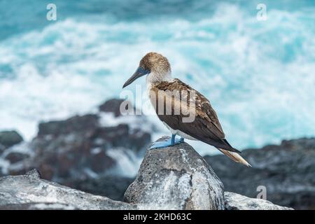 Huard à pieds bleus (Sula nebouxii), île d'Espanola, parc national de Galapagos, Équateur. Banque D'Images