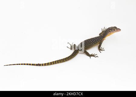 Le moniteur de mangrove ou le lézard de surveillance du Pacifique occidental (Varanus indicus) isolé sur fond blanc Banque D'Images