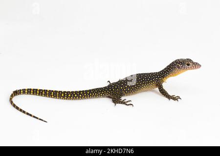 Le moniteur de mangrove ou le lézard de surveillance du Pacifique occidental (Varanus indicus) isolé sur fond blanc Banque D'Images