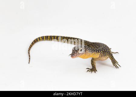 Le moniteur de mangrove ou le lézard de surveillance du Pacifique occidental (Varanus indicus) isolé sur fond blanc Banque D'Images