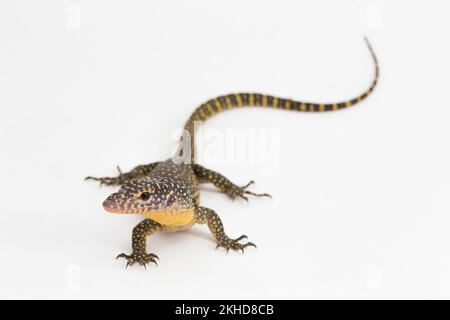 Le moniteur de mangrove ou le lézard de surveillance du Pacifique occidental (Varanus indicus) isolé sur fond blanc Banque D'Images