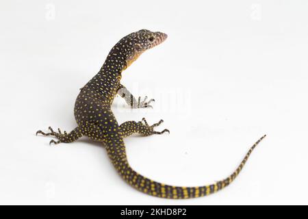 Le moniteur de mangrove ou le lézard de surveillance du Pacifique occidental (Varanus indicus) isolé sur fond blanc Banque D'Images