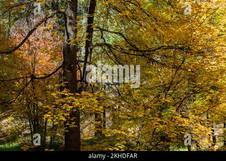 Érable bigoth (Acer grandidentatum) en couleur d'automne Banque D'Images