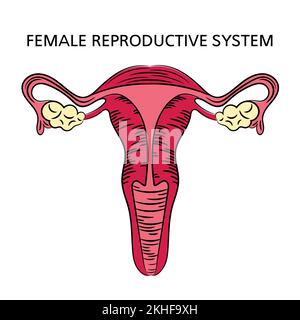 SYSTÈME DE REPRODUCTION FÉMININ médecine Schéma d'éducation Schéma humain dessin manuel Illustration du vecteur Illustration de Vecteur