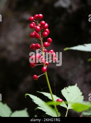 Lanières rouges brillantes ou chinaberries ensoleillées sur une tige avec des feuilles vertes à la base. Photographié avec une faible profondeur de champ dans Hyalite Canyon, M Banque D'Images