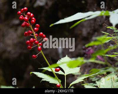 Baneberries ou chinaberries rouges brillantes ensoleillées au Montana. Une toile d'araignée avec un insecte attrapé dans la toile entoure les baies. Banque D'Images