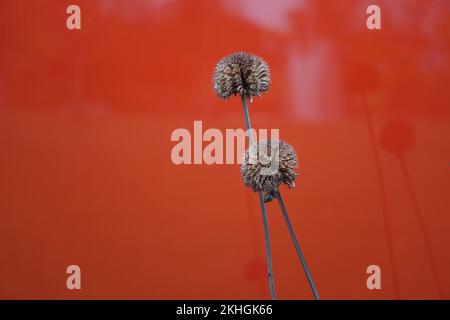 Deux fleurs d'échinacée séchées à longues tiges isolées sur fond rouge Banque D'Images