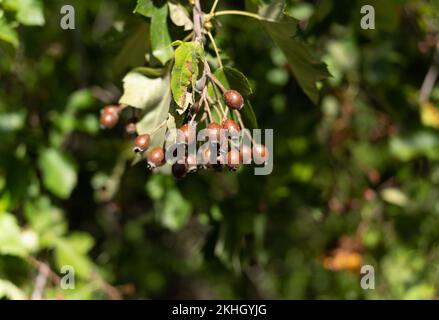 Une branche d'arbre de service sauvage (Sorbus torminalis) dans un jardin Banque D'Images