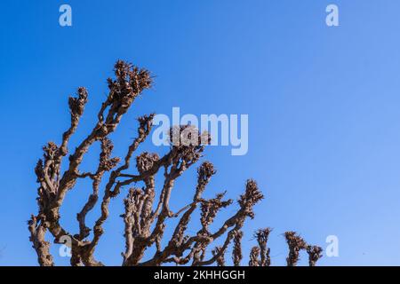 Tilleuls de Tilia à Sopot, en Pologne, près de la jetée de Sopot. Arbre unique dans le monde. Maquette d'arrière-plan abstraite. Arrière-plan de la nature Banque D'Images