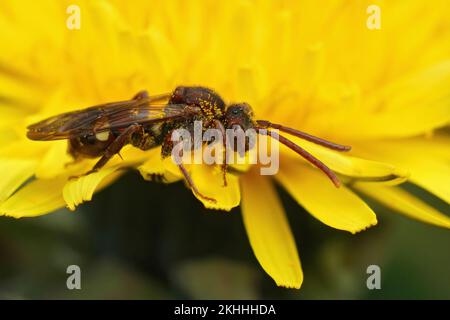 Gros plan naturel sur une abeille coucou rouge nomade colorée, Nomada alboguttata femelle, sur un pissenlit jaune, Taraxacum officinale Banque D'Images