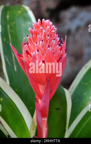 Gros plan de la plante de Billbergia pyramidalis avec fleur dans le jardin Banque D'Images