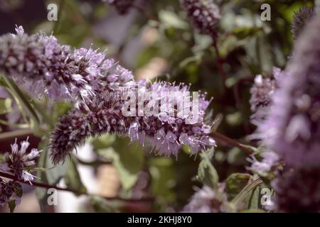Menthe poivrée. Mentha piperita, fleur pourpre. Une branche de menthe poivrée en fleur. Fleurs de menthe violette en gros plan dans le jardin Banque D'Images