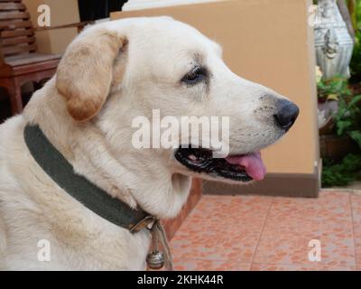 Gros plan de la tête d'un chien Labrador Retriever, chiot brun clair et blanc regardant vers l'avant Banque D'Images