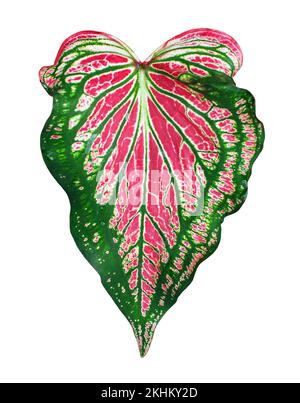 Caladium bicolor feuille rose vert blanc arrière-plan isolé, Philodendron feuilles rouges colorées, plante exotique tropicale, araceae maison Banque D'Images