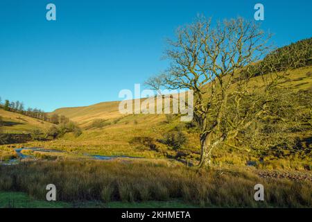 Un vieux frêne mourant à l'entrée d'une vallée juste à côté de la route A470 près du réservoir Cantref Brecon Beacons. Banque D'Images