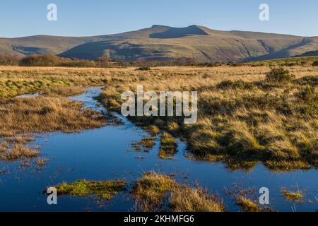 Vous cherchez à Pen y Fan et Corn du depuis le parc national Mynydd Illtyd Common Brecon Beacons Banque D'Images