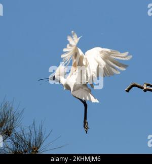 Vue imprenable sur le Royal Spoonbill australien, Platalea Regia, en vol, avec ailes et jambes allongées, contre le ciel bleu Banque D'Images