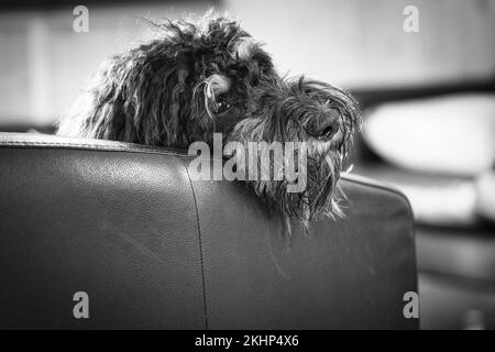 Goldendoodle couché décontracté sur un fauteuil tourné en noir et blanc. Chien de famille froid. Photo d'animal de chien Banque D'Images