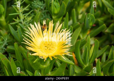 Une abeille recouverte de pollen d'une fleur jaune Disphyma crassifolium, nom commun 'Sunburn' une variété de Pigface Banque D'Images