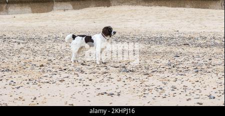 springer spaniel chien debout sur une plage de galets regardant droit de copie espace Banque D'Images