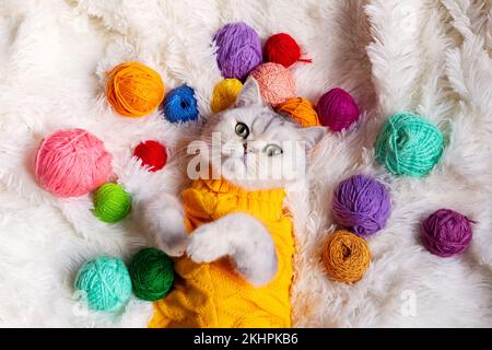 Gros plan d'un chat blanc drôle se trouve dans des vêtements jaunes , sur une couverture moelleuse avec des fils colorés. Banque D'Images