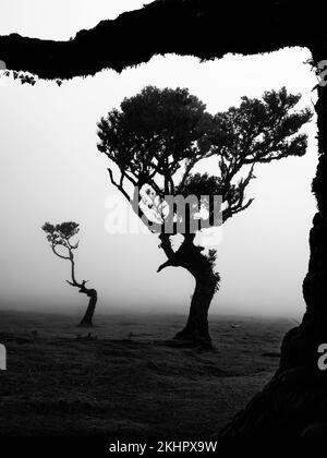 Silhouettes d'arbres dans la brume - Forêt de Fanal, Madère Banque D'Images