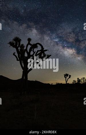 Une silhouette d'arbres dans le parc national de Joshua Tree sous une voie lactée Banque D'Images