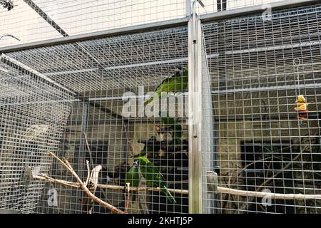 Cages du zoo de perroquet par temps ensoleillé. Banque D'Images