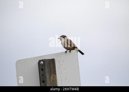 Moucherolle vermillon Pyrocephalus rubinus perché sur un tableau, une des voies Skillern Anahuac, National Wildlife Refuge, Texas, USA, Décembre 2017 Banque D'Images