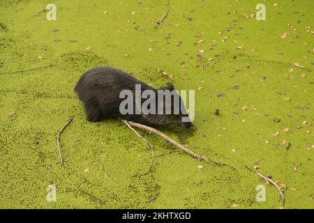 Jeune peccarie à collier en marais vert de près Banque D'Images