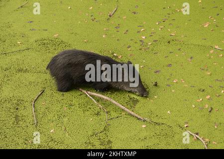 Jeune peccarie à collier en marais vert de près Banque D'Images