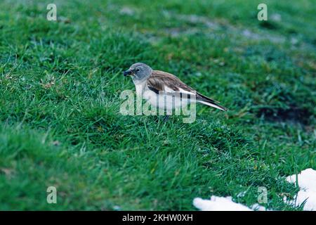 snow finch Montifringilla nivalis, homme collectant de la nourriture pour les jeunes, Col du Tourmalet, Parc national des Pyrénées, France Banque D'Images