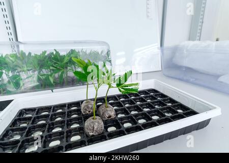 Les clones légaux de plantes de cannabis attendent le transfert dans le sol Banque D'Images