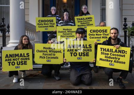 Londres, Royaume-Uni. 23rd novembre 2022. Les partisans du PETA, dont certains se sont habillés comme des singes enchaînés, se tiennent devant l'ambassade de Thaïlande pour appeler l'Ambassade de Thaïlande Banque D'Images