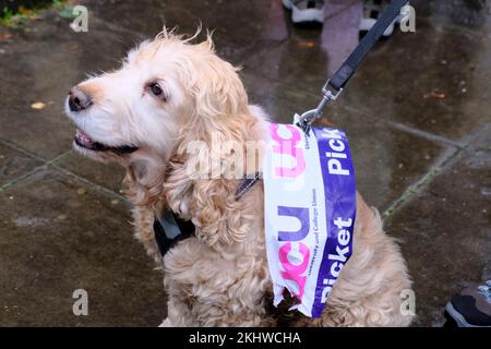 Bristol, Royaume-Uni. 24th novembre 2022. Jazz le chien apporte un peu de soutien. Les professeurs de l'Université de Bristol continuent de faire grève dans leur lutte pour les retraites, un salaire juste et égal, des charges de travail raisonnables et la fin des contrats précaires. Les travailleurs sont soutenus par l'UCU ou le University College Union, qui anticipent un virage élevé sur les lignes de piquetage. La stagnation des salaires à mesure que le coût de la vie augmente ajoute à l'anxiété du personnel de l'université. Les membres du syndicat tiennent un rassemblement à l'extérieur des salles Victoria. Crédit : JMF News/Alay Live News Banque D'Images