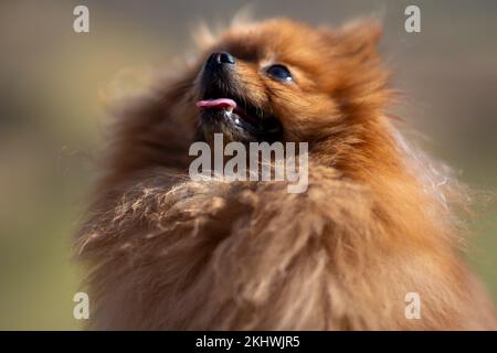 Mini promenades pomeraniennes dans le parc. Poméranie sur une promenade dans le parc d'automne. Chien dans la rue. Banque D'Images