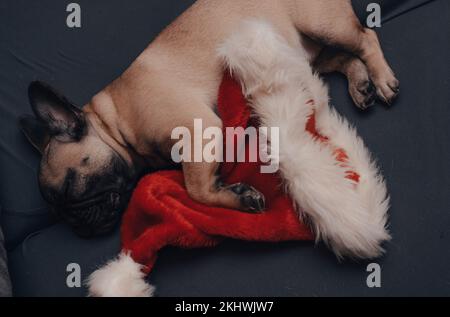 Chien de taureau français chiot dormant sur un canapé avec chapeau de père Noël. Banque D'Images