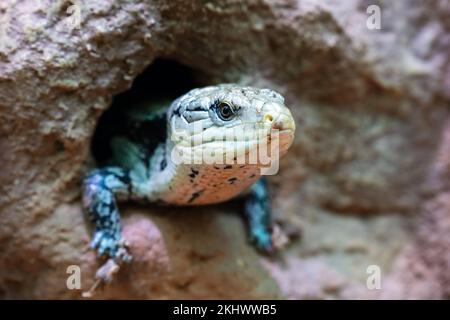 Skink et lézard communs à ton bleu. Reptiles et reptiles. Amphibiens et amphibiens. Faune tropicale. Faune et zoologie. Photogra de la nature et de l'animal Banque D'Images