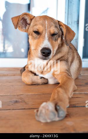 Le chiot est fatigué et s'endormir. Abri pour animaux, nourriture pour chiens. Un doux rêve au stand. Recherche d'un hôte. Vidéos Full HD de haute qualité. Banque D'Images